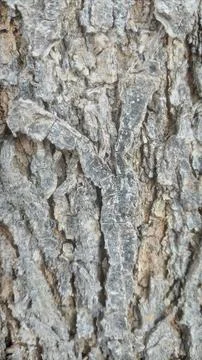 Live tree bark texture Stock Photos
