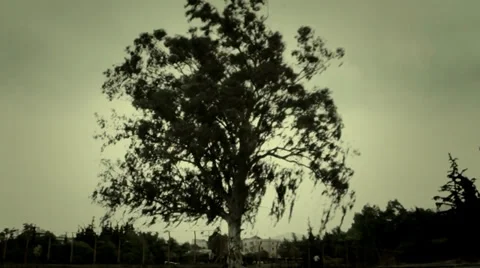 Live tree Stock Footage 32417021