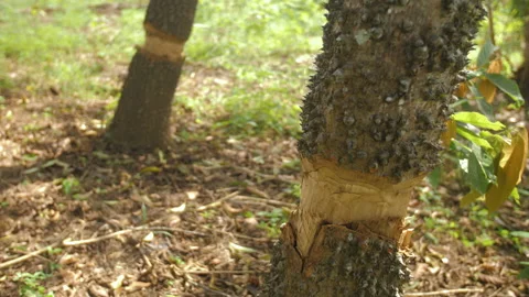 Live tree trunks notched with an axe, in Ivory Coast Stock Footage 221555653