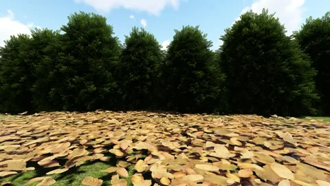 Live Tree under Fallen Leaf Stock Footage 338337364