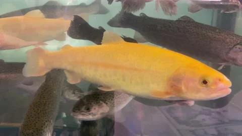 Live trout in the aquarium of the store 库存影片 156292653