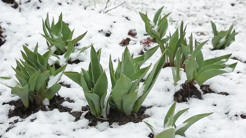 Live tulips Stock Footage 106224806