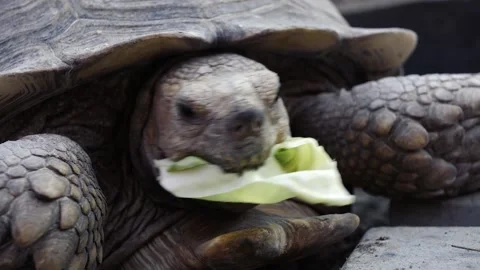 Live turtle eats green cabbage Stock Footage 142665137