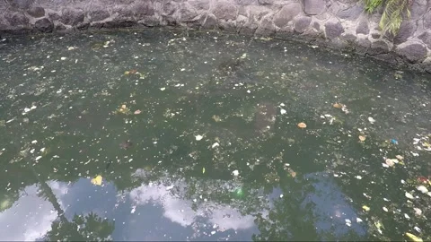 Live Turtle in Water Tank, Ho Chi Minh City, Vietnam Stock Footage 270430393