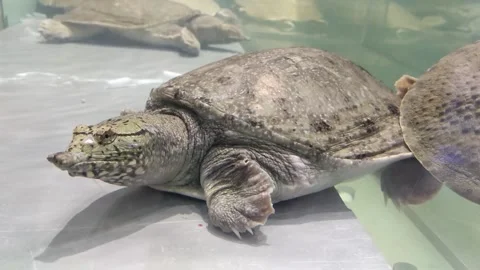 Live turtles move in the water Stock Footage 289609836