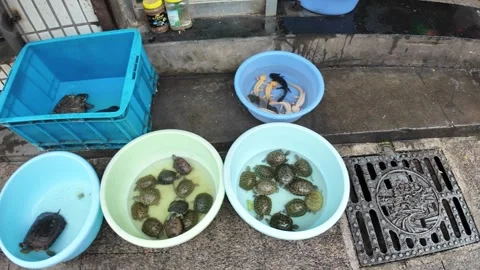 Live Turtles Rest in a Blue Tub Outside a Shanghai Pet Shop Stock Footage 340176745