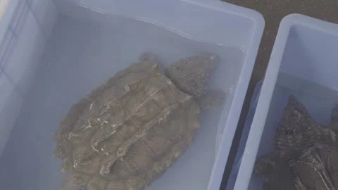 Live Turtles Rest in Water Containers at a Chinese Market Stock Footage 340137707