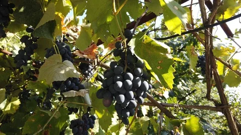 Live vine, a bunch of grapes grows on it. 스톡 동영상 115787987