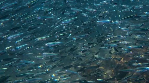 Live wall of small fishes Stock Footage 88264656