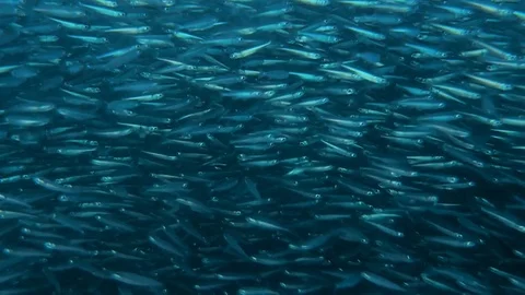 Live wall of small fishes Stock Footage