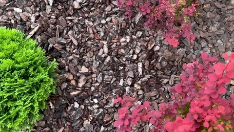 Live wallpapers of nature. Close-up. Stock Footage 243359831