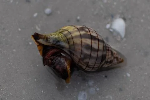 Live Whelk Shell Close-Up Banded Pattern Animal Visible 库存照片