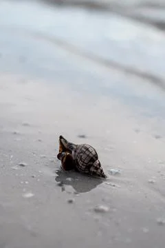 Live Whelk Shell Moving Across Wet Sand Beach Shoreline Stock Photos
