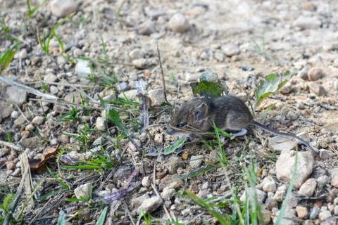 Live, wild mouse on the ground, on the path near the house Stock Photos