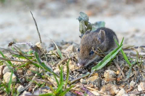Live, wild mouse on the ground, on the path near the house Foto stock