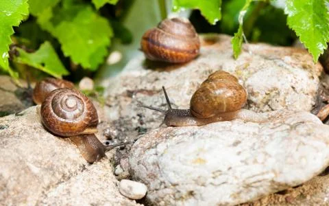Live wild snails in shells on the stone Stock Photos