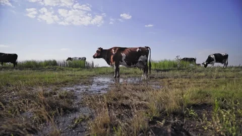 Lively and free herd of cows run across the field in the serene countryside. 스톡 동영상 308971189