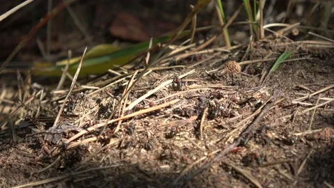 A lively anthill in the forest Stock-Footage 137626046