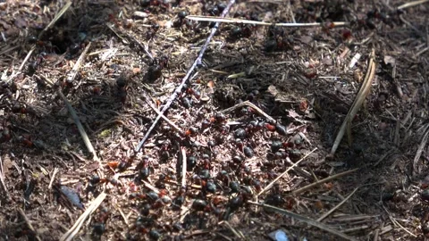 A lively anthill in the forest Stock Footage 137626300