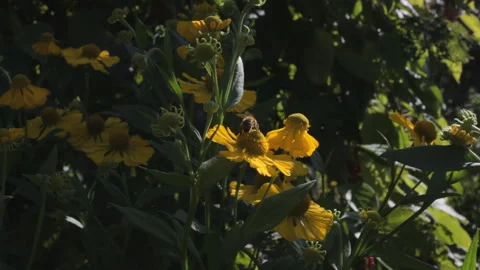 Lively background. Sunny day. Bees collect honey from flowers. Stock Footage 106847014