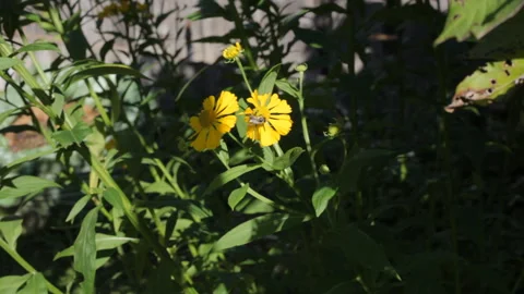 Lively background. Sunny day. Bees collect honey from flowers. Stock Footage 106847495