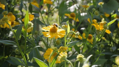 Lively background. Sunny day. Bees collect honey from flowers. Video stock 106847861