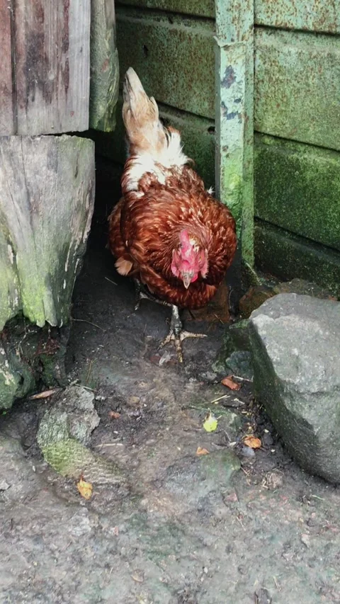 The lively brown chicken close up. Stock Footage 165238907