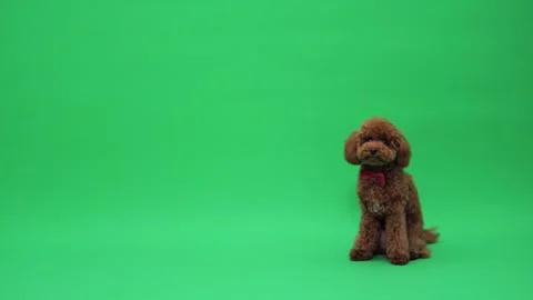 Lively brown poodle with charming head tilt and wagging tail Stock Footage 327610351