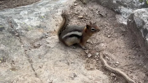 A lively chipmunk dances nervously around a human's hand  Stock Footage 284605863