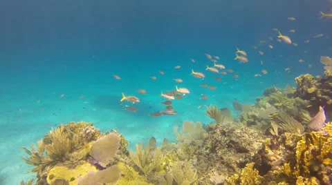 Lively coral reef Stock Footage 61839837