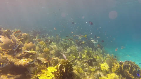 Lively Coral Reef Stock Footage 61840318