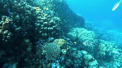 Lively coral reef teeming with life Stock Footage 223511321