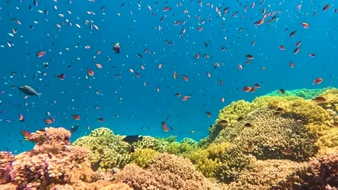 Lively coral reef teeming with life, Explosion of colors Stock Footage 223513836