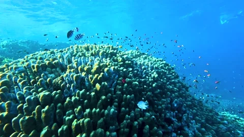 Lively coral reef teeming with life Stock Footage 223514261