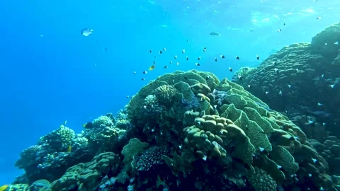 Lively coral reef teeming with life - camera pan in slow motion Stock Footage 227681880