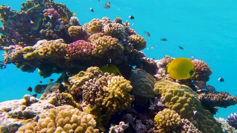 Lively coral reef teeming with life - camera pan in slow motion Stock Footage 227692534