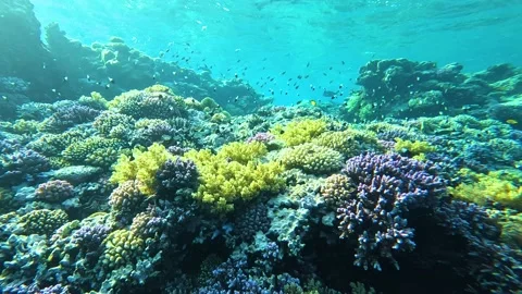 Lively coral reef teeming with life, Explosion of colors, rotational panning Stock Footage 228260095