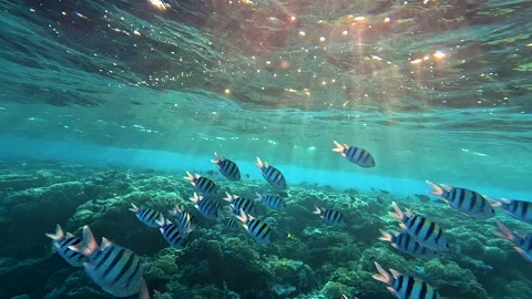 Lively coral reef teeming with life during sunset, sun shining through surface Stock Footage 228262095