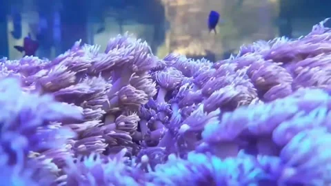 Lively corals dancing with small fish in a marine ornamental aquarium Stock Footage 214188979