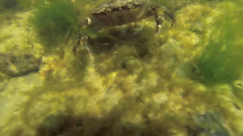 Lively Crab Underwater Video stock 40432299