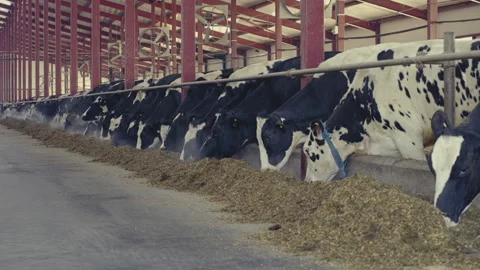 Lively Cute Cows Are Fed With Hay And Silage At Modern Livestock Raising Farm Stock Footage 197348886