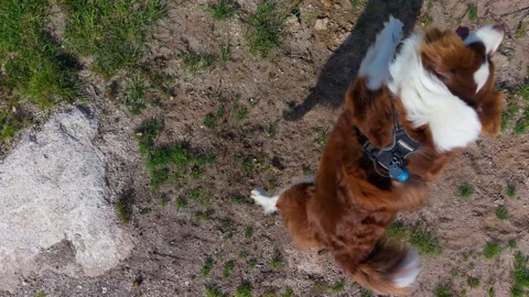 A Lively Dog Executes a Playful Jumping Trick Along the Grassy Path Stock-Footage 337105072