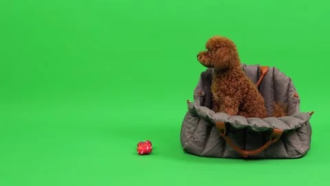 Lively footage of brown poodle exploring and playing with toy Stock Footage 327609644