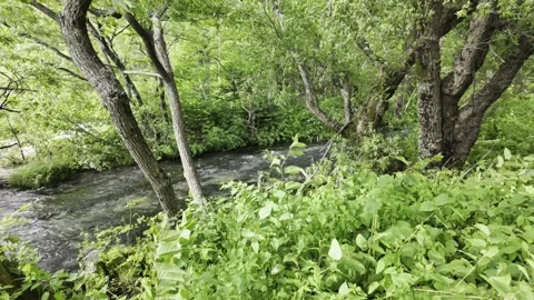 Lively Forest Stream Close-up Stock Footage 334173080