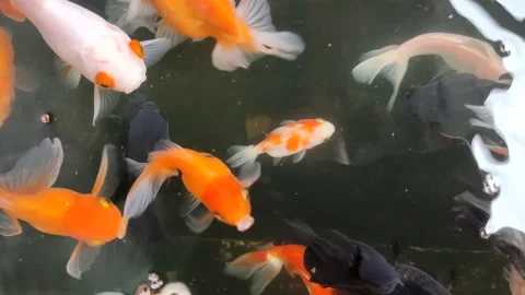 A lively goldfish Stock Footage 233317712