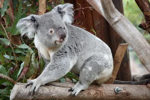 Lively Koala Stock Photos