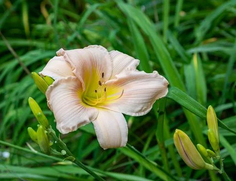 Lively Lillies Stock Photos
