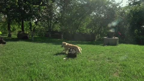 Lively Mixed-Breed Mutts Playing Outdoors on Grassy Lawn Stock Footage 337164588