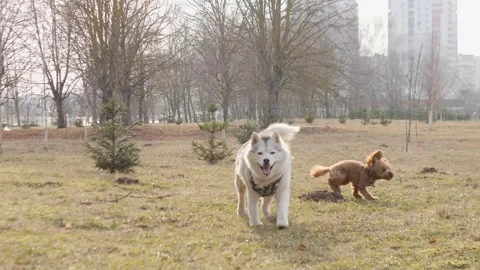 In a lively park setting, a playful dog enjoys the freedom to explore and run Stock Footage 305257578