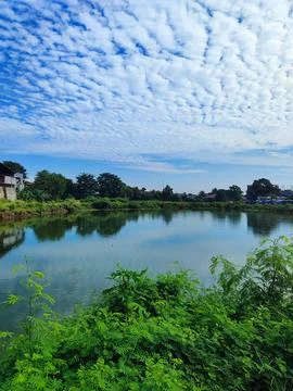 LIVELY POND Stock Photos